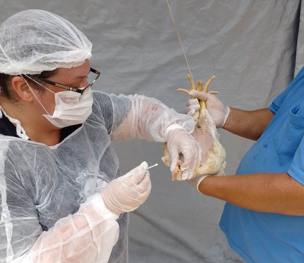 Goiás decreta situação de emergência zoossanitária preventiva contra a gripe aviária
