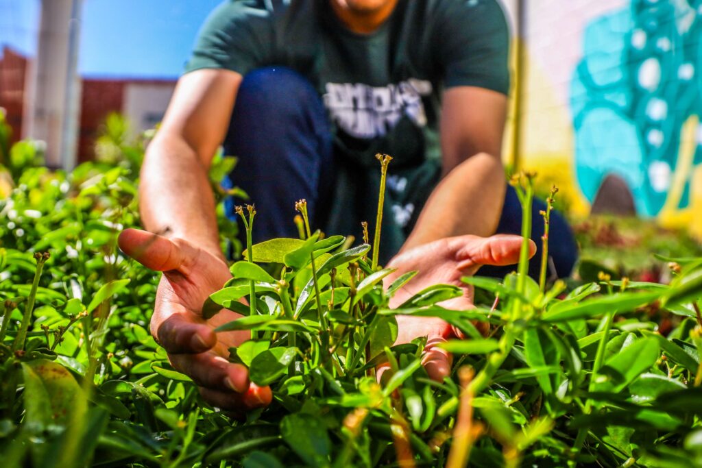 Horta do projeto comendo do quintal