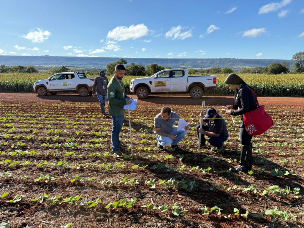 Agrodefesa monitora mosca-branca