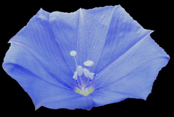 Nova espécie do Cerrado é descoberta por professora da UEG