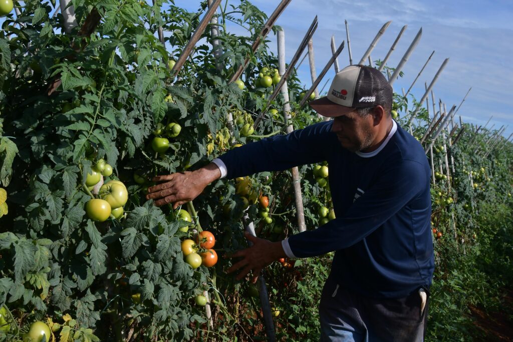 Plantação de tomate e agricultor