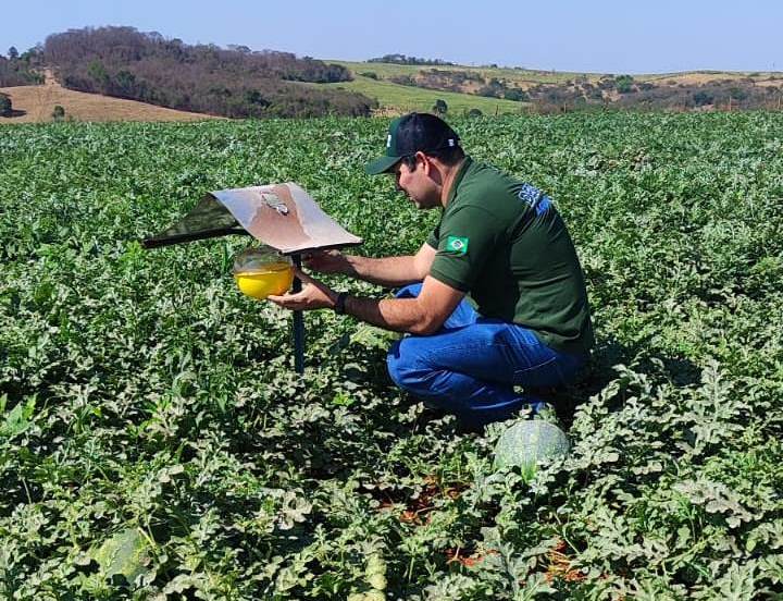 Agrodefesa assegura qualidade fitossanitária das frutas goianas para exportação