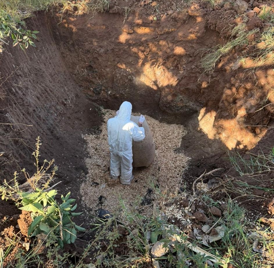 Goiás conclui ações emergenciais para conter foco de gripe aviária