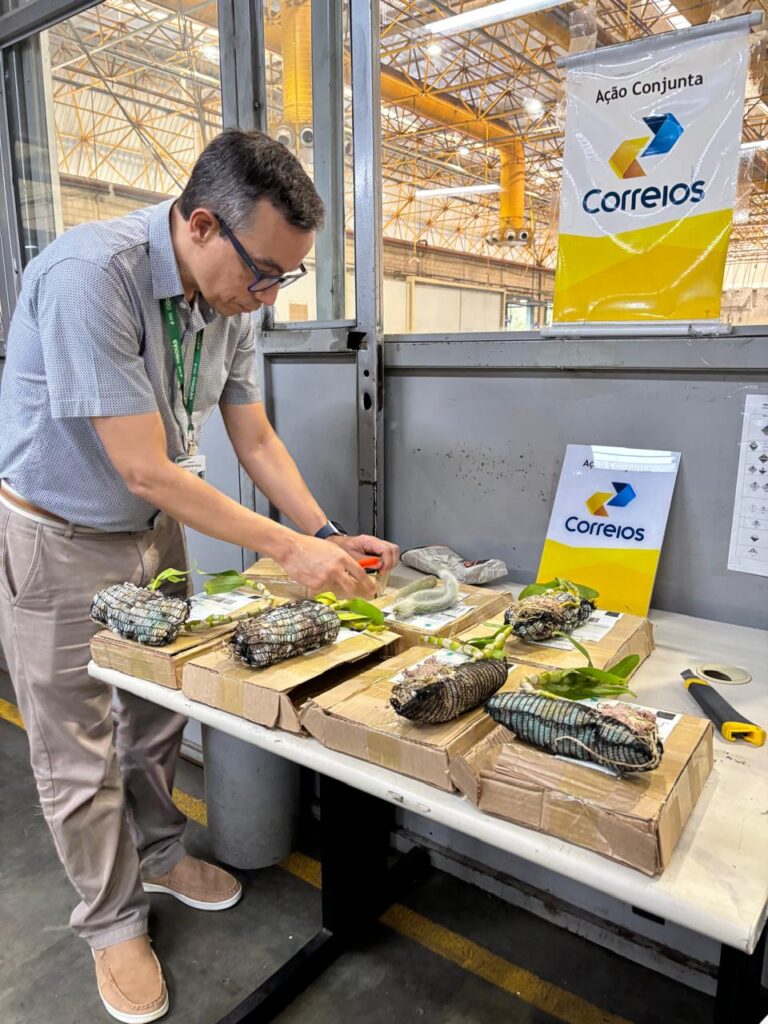 Agrodefesa e Correios interceptam sementes