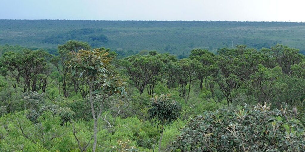 Estado nomeia mais 41 analistas ambientais