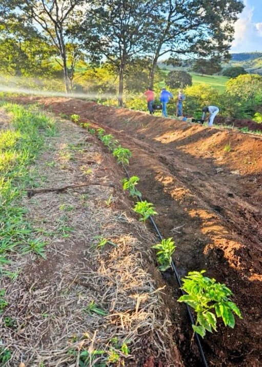 Emater e IF Goiano impulsionam pesquisa em cafeicultura no Cerrado