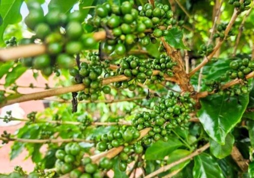 sobre cafeicultura no Cerrado