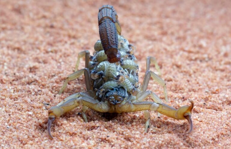 Acidentes com Escorpião