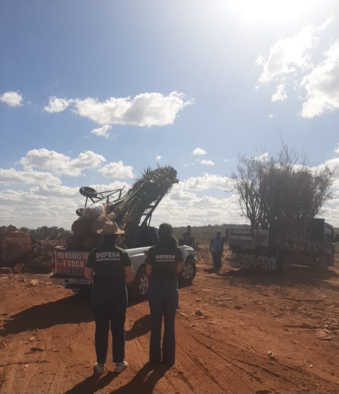 Apreensão de mudas pela Agrodefesa