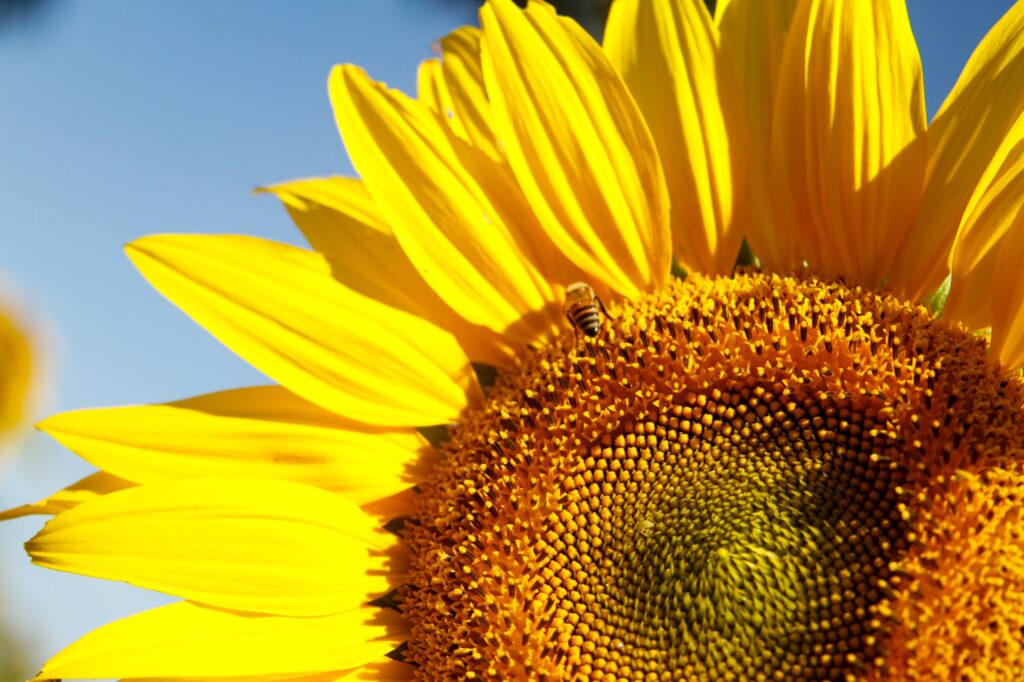 Goiás lider na produção de girassol