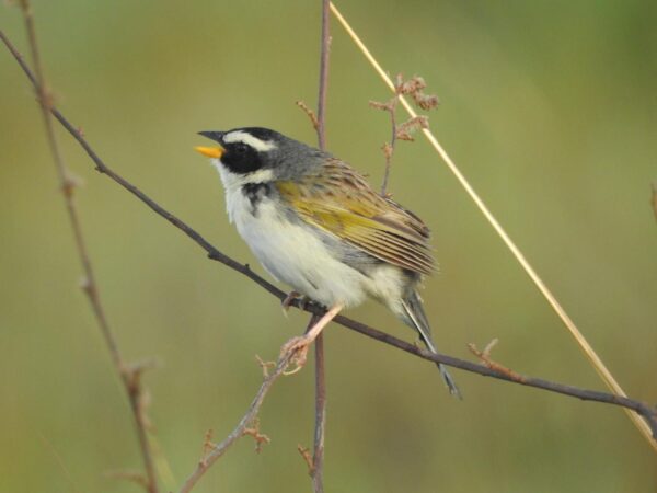 Semad investe no turismo de observação de aves na região de Alto Paraíso