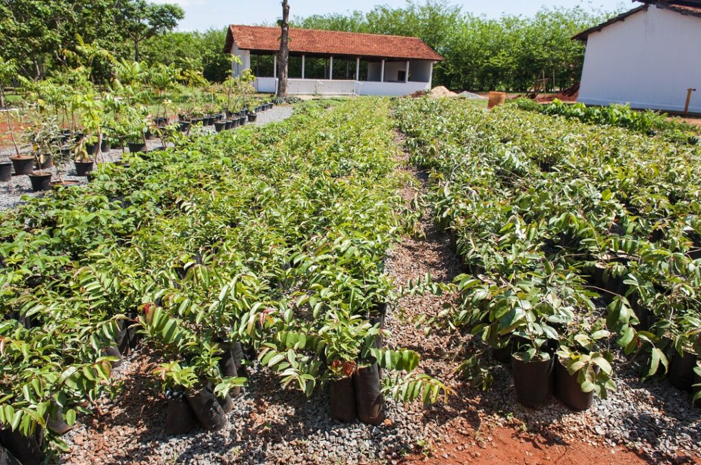 Viveiro de mudas da Emater