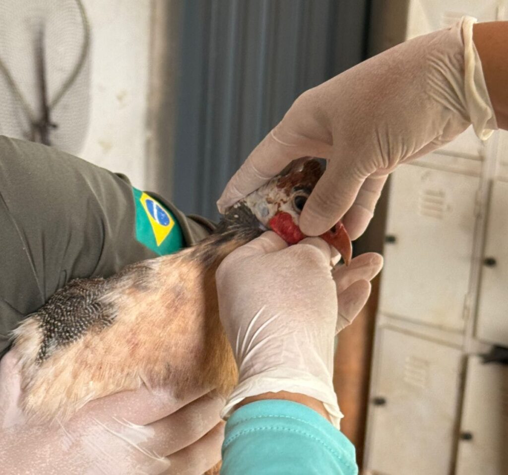 ave sendo avaliada por técnicos da agrodefesa