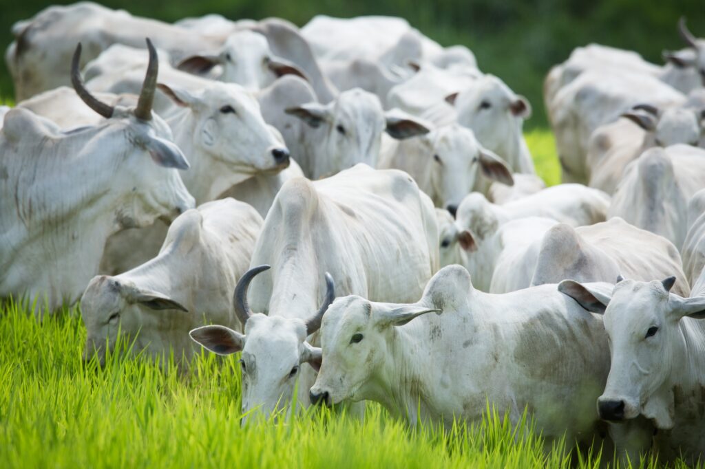 Agrodefesa alerta para fim do prazo para declaração de rebanho
