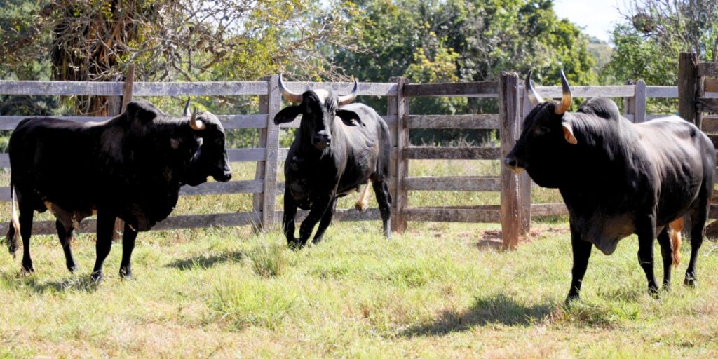 Emater divulga venda pública de bovinos