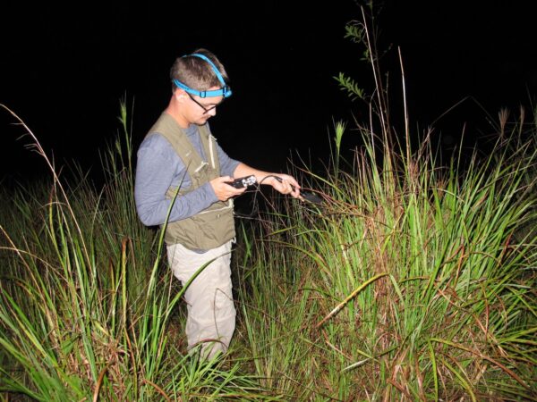 E-books aproximam estudantes da ciência - Cientista pesquisando coaxo de sapos em campo à noite