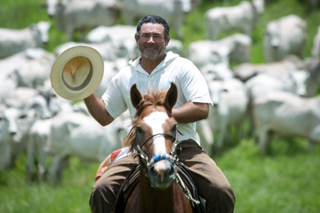 Homem no cavalo tocando o gado