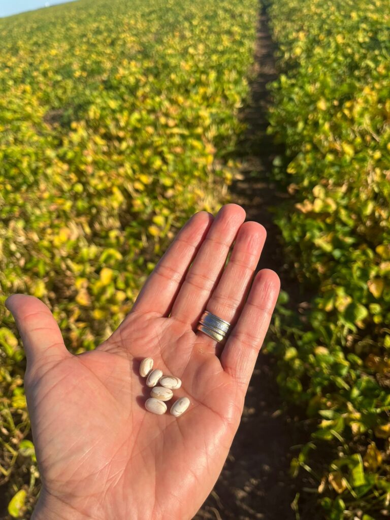 Monitoramento do feijão e melancia no Vale do Araguaia