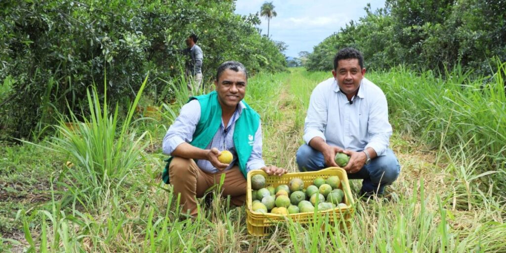 Produtor de Formosa se torna referência no cultivo de frutas cítricas