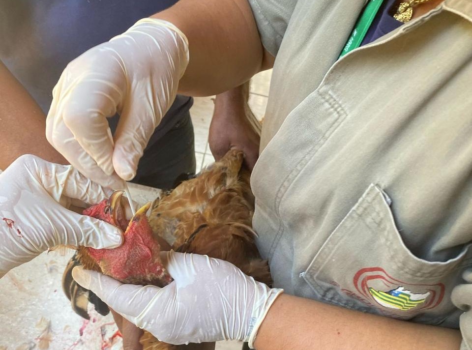 Trabalho de vigilância da Agrodefesa para gripe aviária colhe material em ave