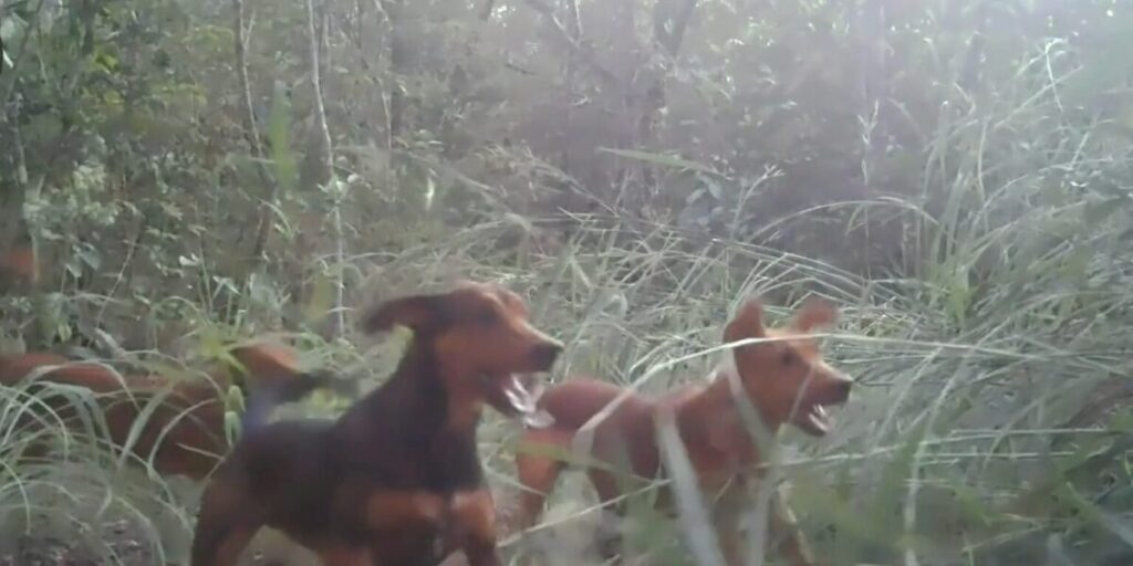 Câmeras flagram perseguição de cães a tamanduá-bandeira e filhote