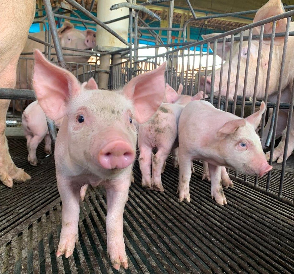Goiás mantém status sanitário de área livre de Peste Suína Clássica