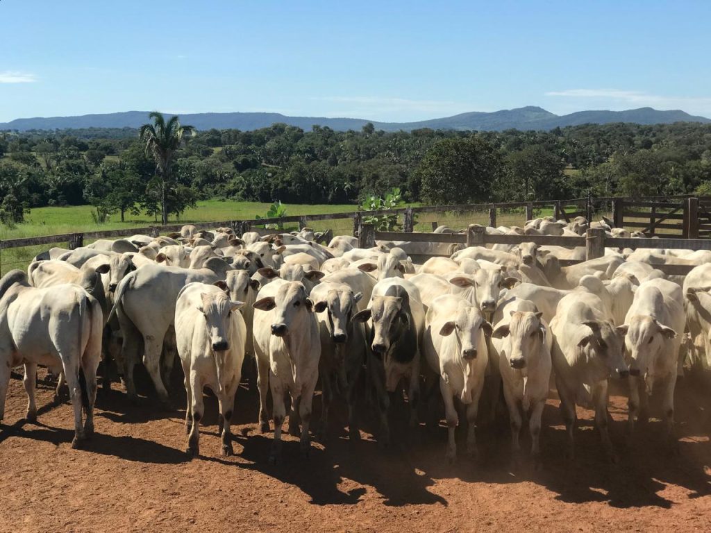 Goiás registra mais de 22,8 milhões de bovinos no primeiro semestre de 2025