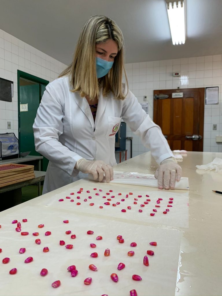 Agrodefesa orienta produtores sobre a importância de adquirir sementes de qualidade para a nova safra