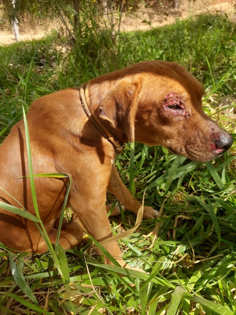 Cachorro com Leishmaniose