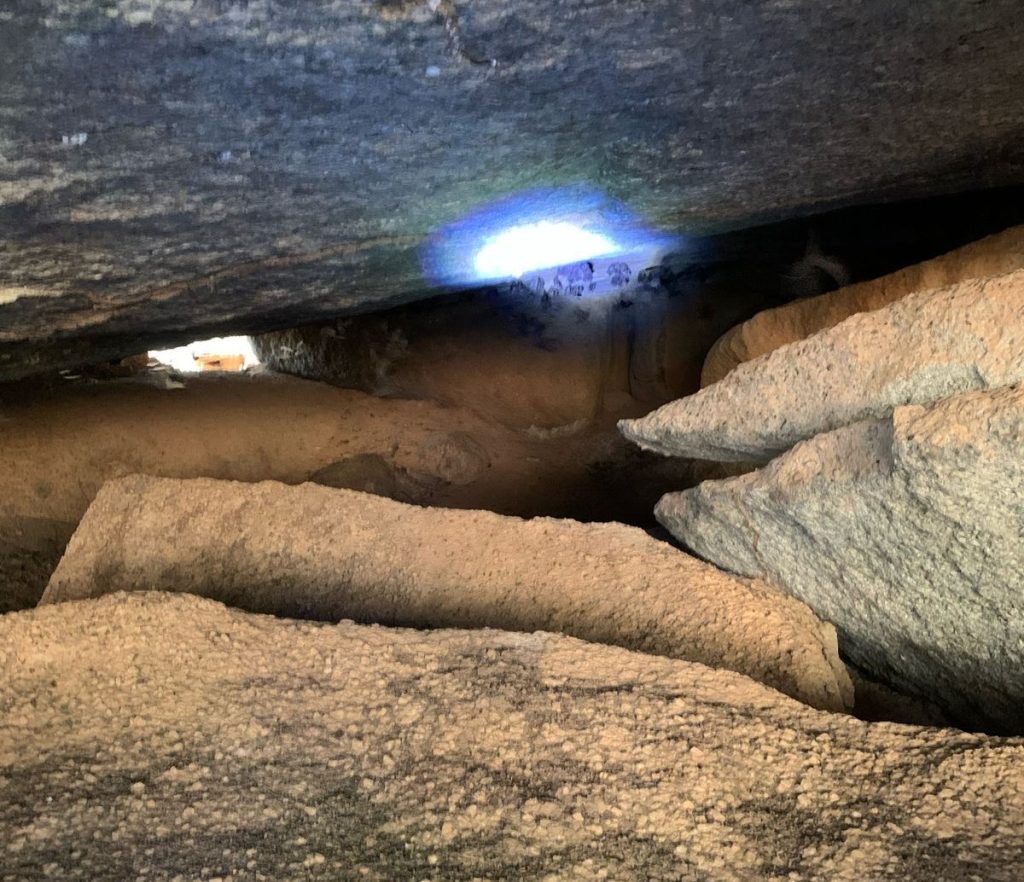 Agrodefesa intensifica ações de captura e controle de morcegos hematófagos em Carmo do Rio Verde