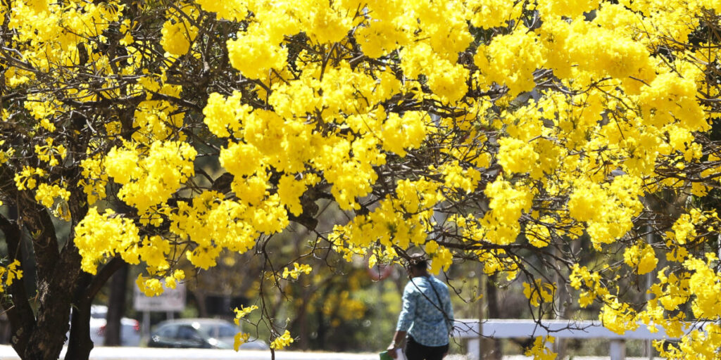 Semad explica por que os ipês florescem quando o Cerrado está mais seco