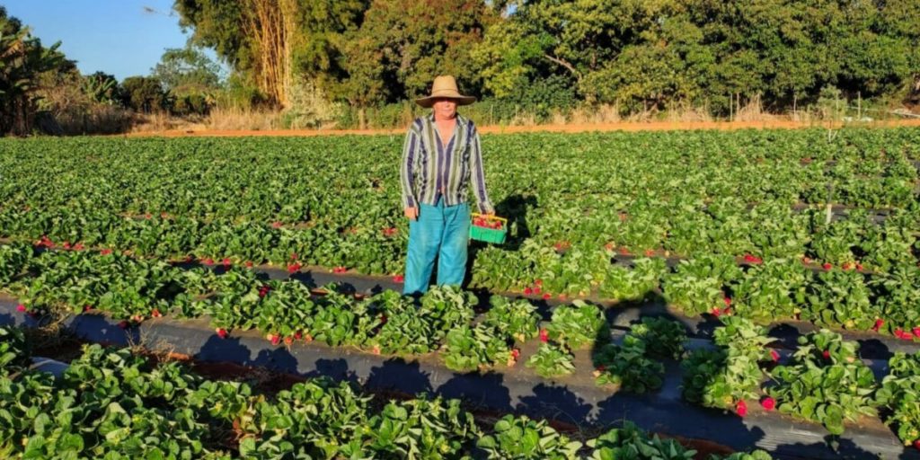 Com apoio da Emater, produção de morango se destaca em Águas Lindas
