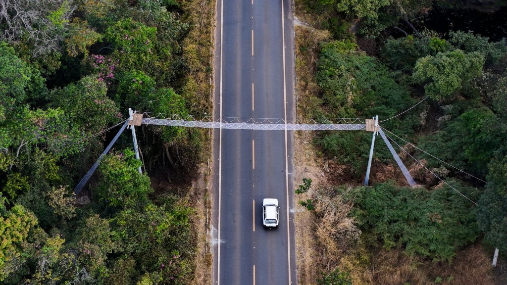 Goinfra constrói passagens de fauna em rodovias na Chapada dos Veadeiros