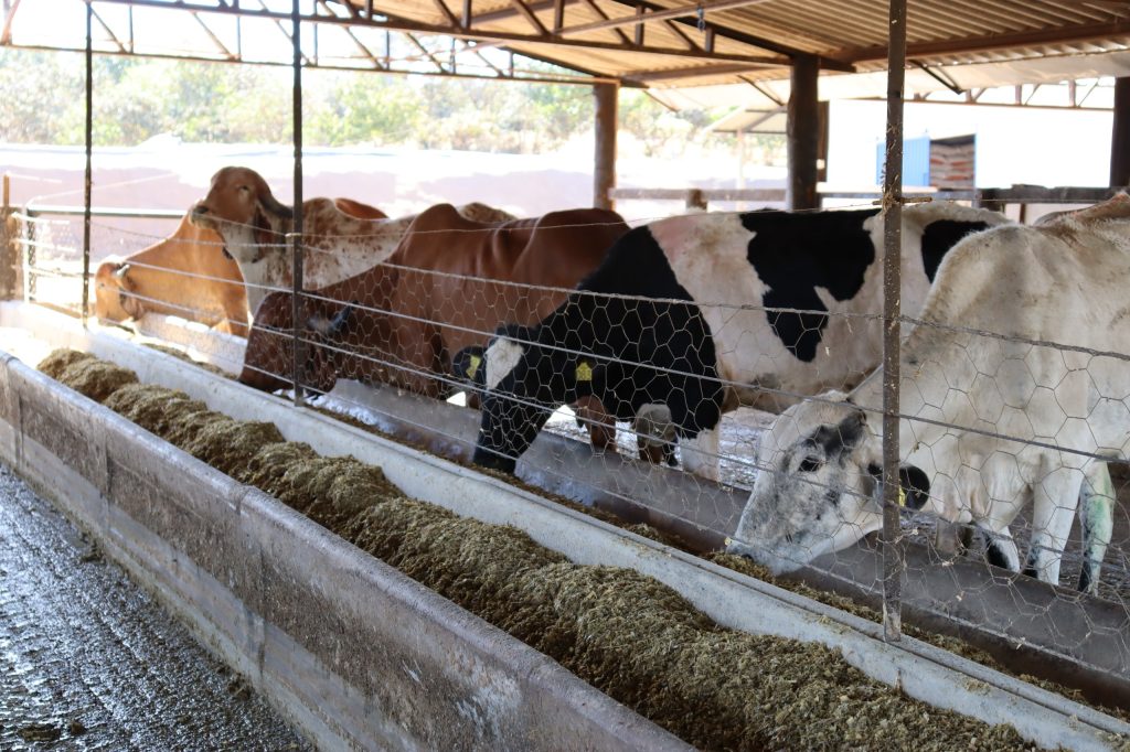 Inscrições para o Programa de Melhoramento Genético vão até 23 de setembro