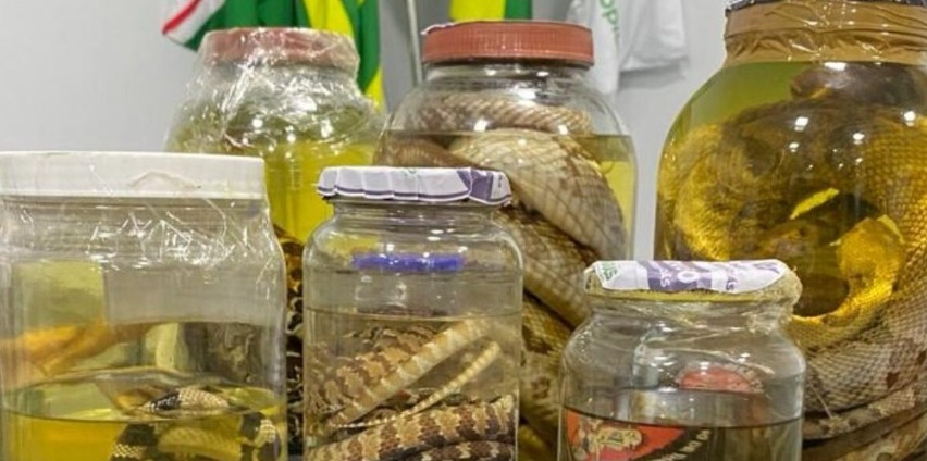 Goiás reforça cuidados contra acidentes com animais peçonhentos