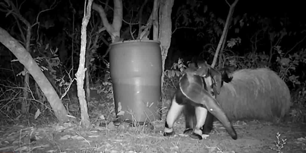 Vídeo registra filhotes gêmeos de tamanduás-bandeira no Pescan