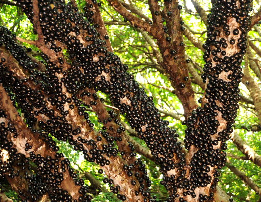 Hidrolândia abre a temporada de jabuticaba