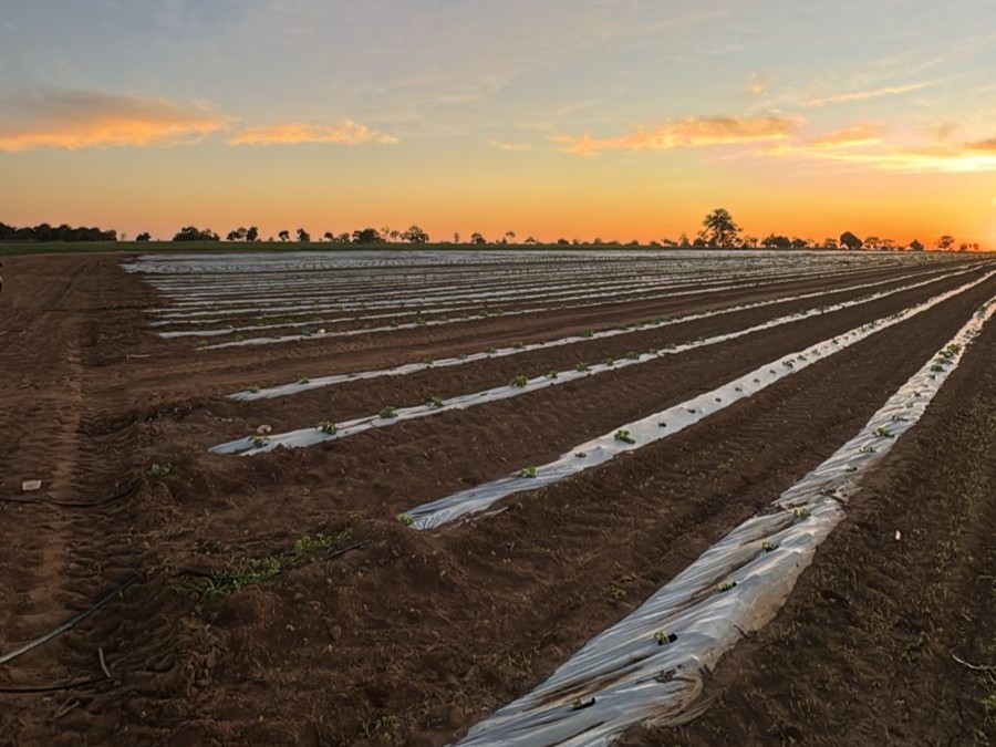 Lavoura de melão em Porangatu