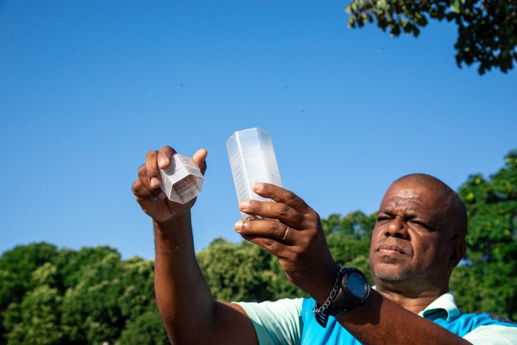 Saúde participa da soltura de mosquitos que não transmitem doenças