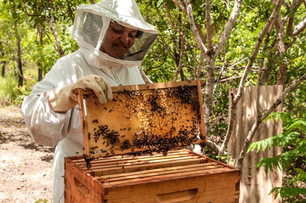 Apicultor mostra criação de abelhas