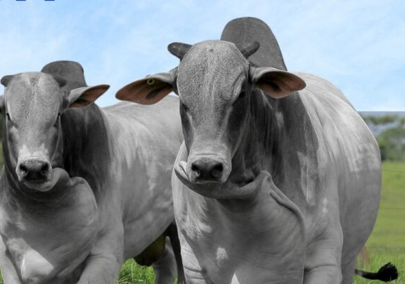 Evento realizado pela Emater Goiás em Associação Brasileira dos Criadores de Zebu contará com palestras técnicas e comercialização de touros geneticamente melhorados