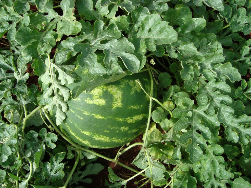 Goiás passa a ter 19 cidades certificadas a exportar melancia, abóbora e melão