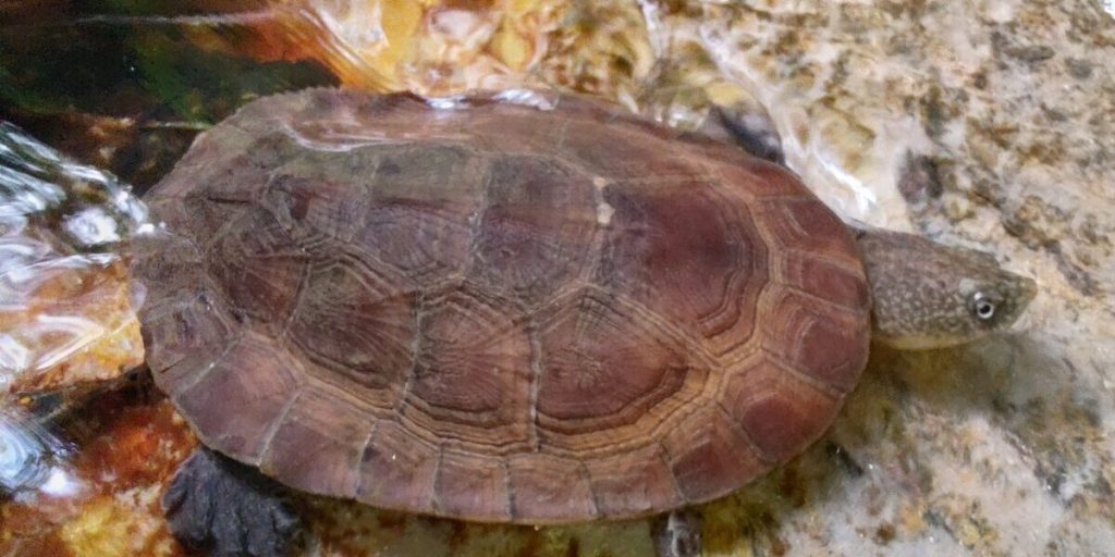 mesoclemmys perplexa