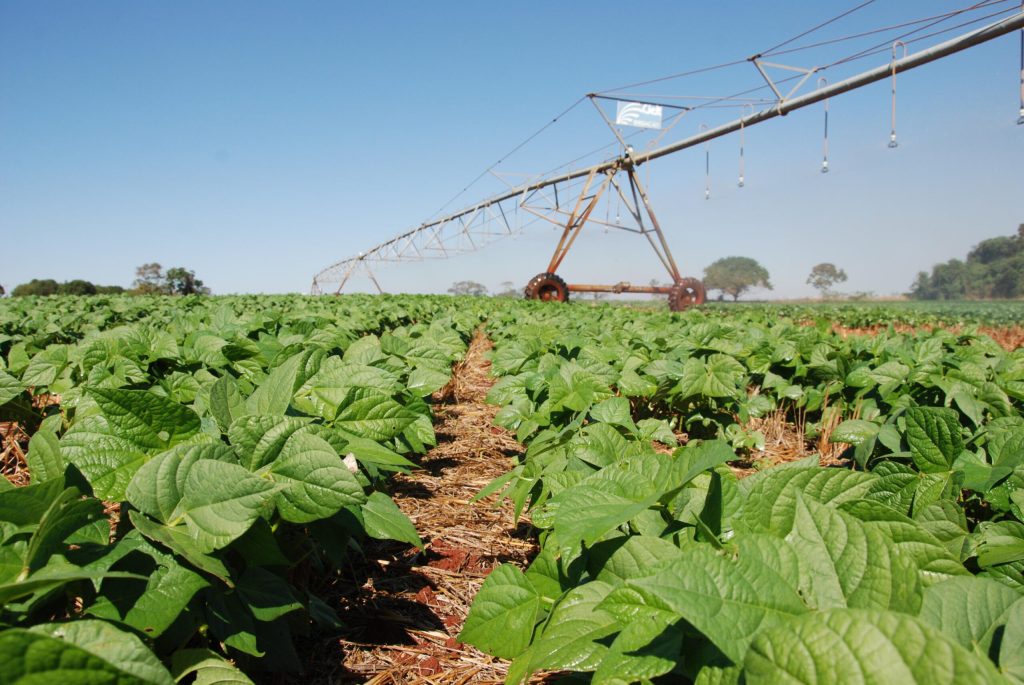 Plantação de feijão