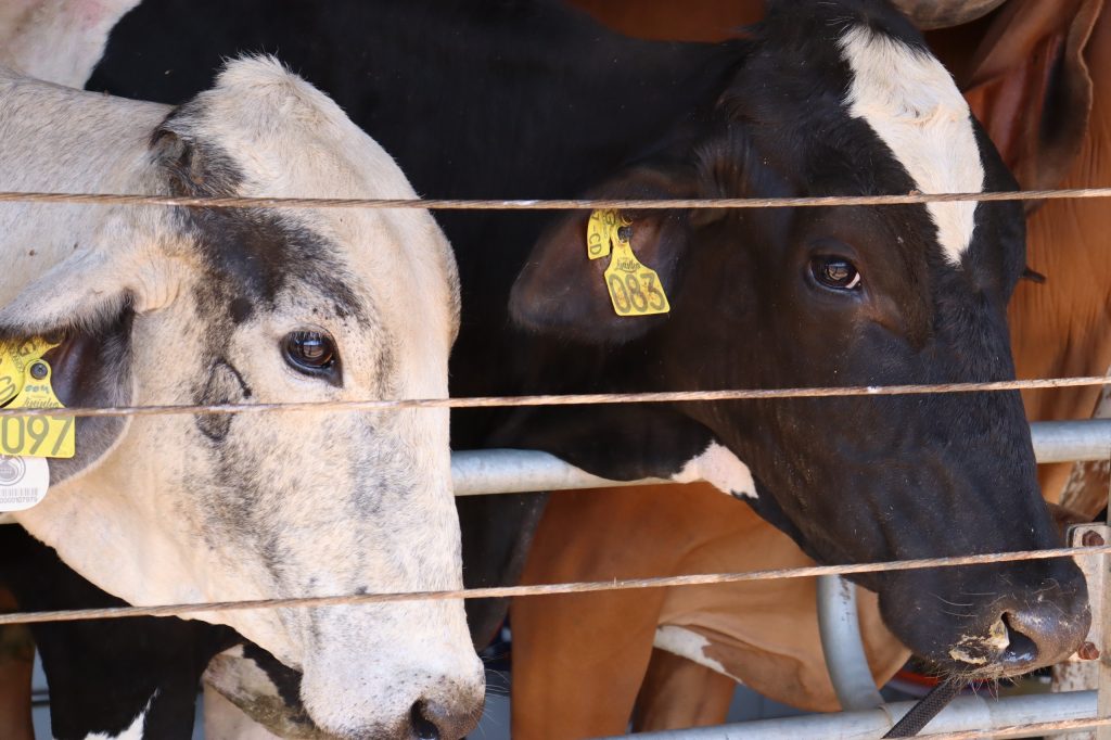 Programa de Melhoramento Genético Bovino divulga resultado final