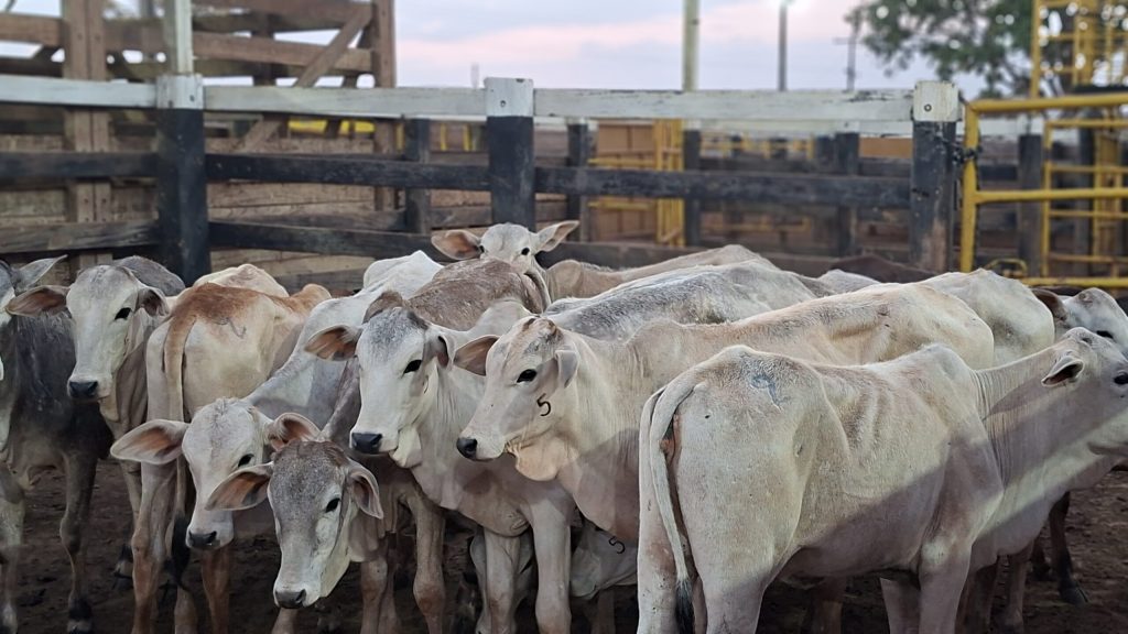 gado leiteiro
