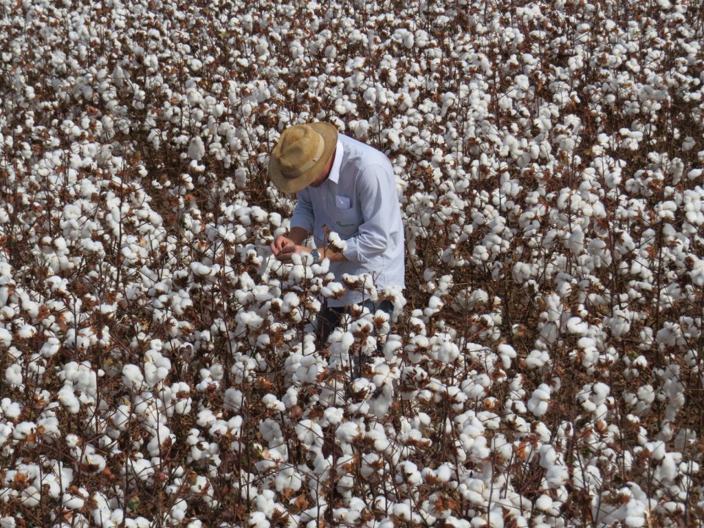Com fim do vazio sanitário, calendário de semeadura do algodão começa em três regiões de Goiás