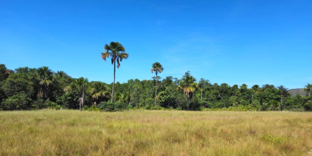 Imagem do Atlas da Vegetação