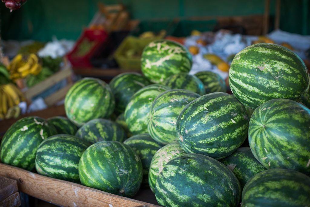 Município de Uruana se destaca na produção nacional de melancia, com colheita em ritmo avançado e referência para a fruticultura em Goiás (Foto Wenderson AraújoCNA)