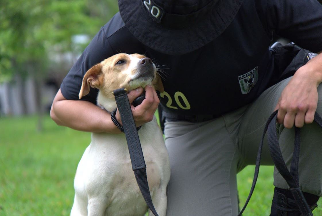 Cães adestrados pelo BPCães vão para adoção